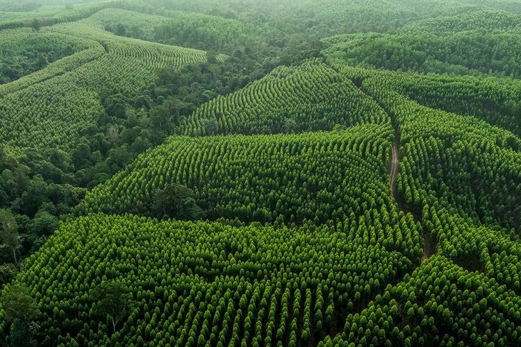 Melalui pendekatan prinsip ?Produksi-Proteksi?, April Group memastikan area produksi turut berperan melindungi hutan alam bernilai konservasi tinggi di sekitarnya. Langkah ini sejalan dengan komitmen FOLU Net Sink 2030 dan upaya nasional dalam mengatasi krisis iklim.  