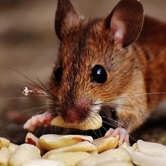Ilustrasi tikus. Peneliti Swedia temukan penyebaran virus corona baru pada tikus.