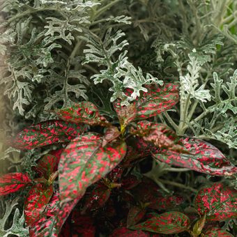 Ilustrasi tanaman polkadot, ilustrasi tanaman Hypoestes phyllostachya.