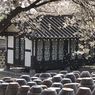 Walau Tempat Wisata Mulai Buka, Korea Belum Terima Turis Asing