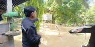 Detik-detik Ibu di Nunukan Tewas Diterkam Buaya Saat Masak, Sempat Teriak Minta Tolong