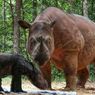 Rare Sumatran Rhino Calf Born in Indonesia’s Breeding Center