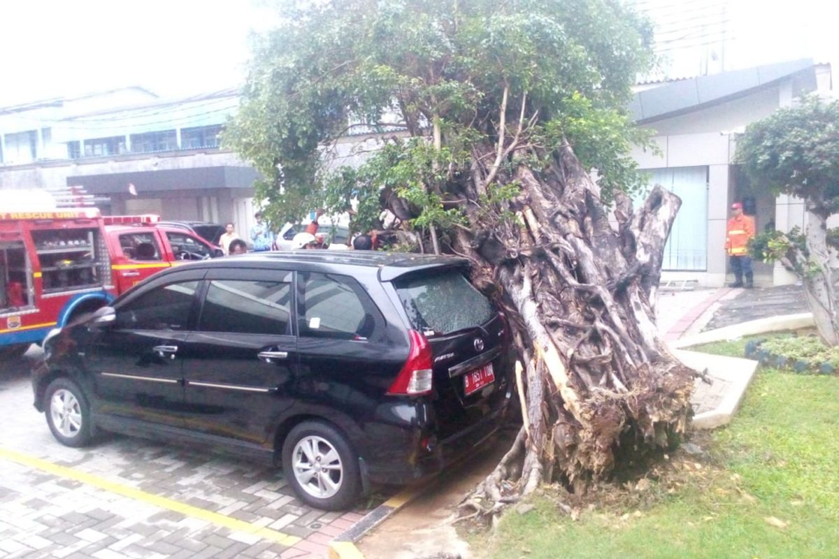 Pohon Tumbang Menimpa Mobil Di Rawamangun