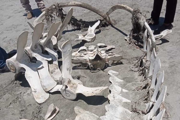 Tulang ikan berukuran raksasa ditemukan nelayan di Desa Pasar Seluma, Provinsi Bengkulu, Rabu (2/11/2022).