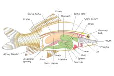 Sistem Pencernaan Ikan: Organ Penyusun dan Mekanismenya