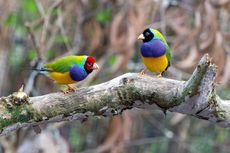 Ketahui, Ini Penyebab Bulu Burung Peliharaan Rontok