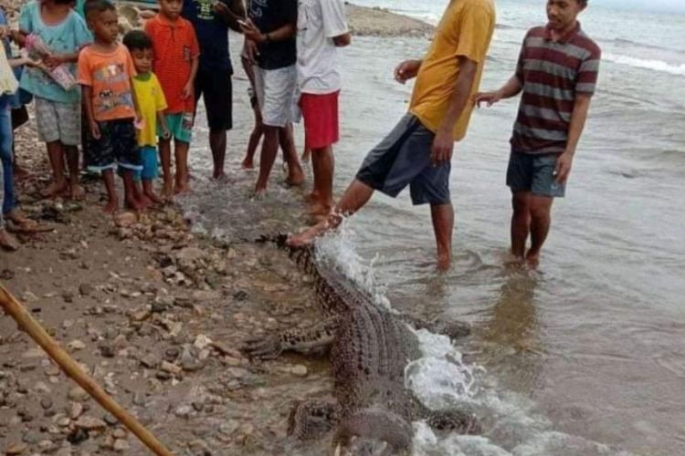 Seekor buaya ditemukan tewas di pesisir pantai dusun Saluku, Desa Luhu, Kabuoaten Seram Bagian Barat, Maluku, Senin (13/7/2020)