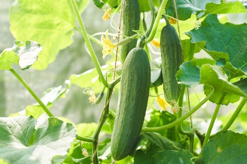 10 Buah yang Sering Dikira Sayuran, Tomat hingga Mentimun