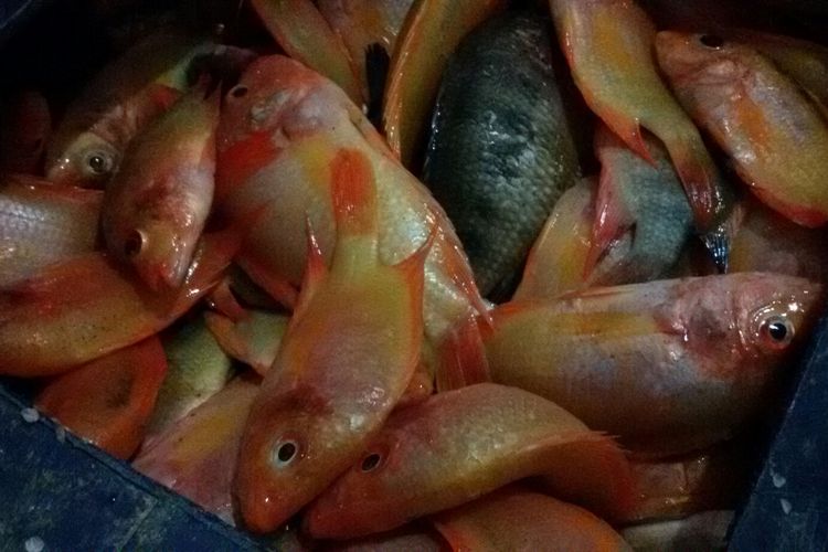 Ikan Red Devil atau Setan Merah hasil tangkapan warga. 