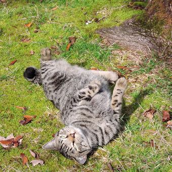 Ilustrasi kucing berguling-guling di tanah. 