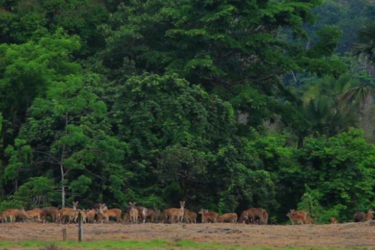Taman Nasional Alas Puwo.