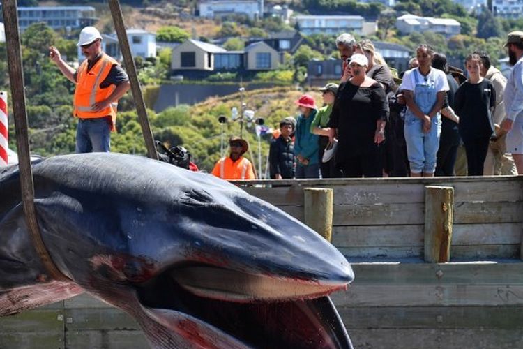 Tim penyelamat mengambil bangkai paus sirip yang terdampar di Christchurch pada Senin (29/1/2024) . Paus yang terdampar di lepas pantai Moncks Bay pada 28 Januari itu mati pada dini hari. 