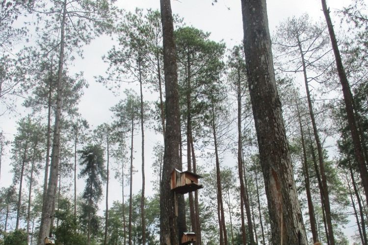 pinus seper merupakan lokasi wisata hutan pinus di Wonogiri