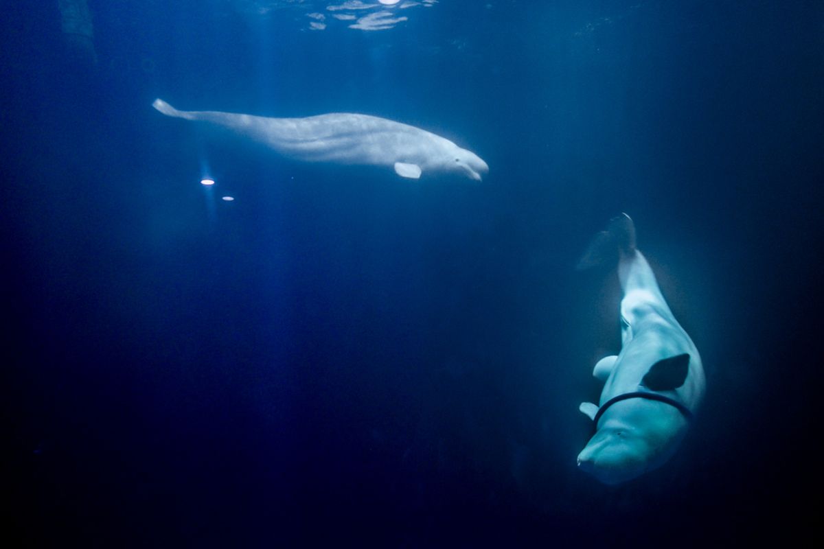 Ilustrasi paus beluga atau paus putih