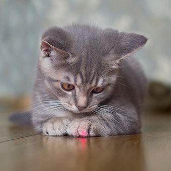 Ilustrasi kucing - Seekor anak kucing sedang bermain dengan laser pointer.