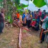 Seorang Nenek Tewas Dililit Piton 6 Meter, Diserang Saat Hendak BAB di Sungai