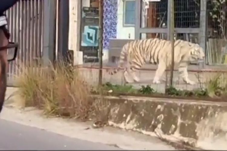 Seekor harimau benggala yang terlepas dari kandangnya berjalan menyusuri jalan di Kota Monreale, Italia, selama sekitar dua jam, sebelum dikembalikan ke kandang, Sabtu (28/1/2017) lalu. 