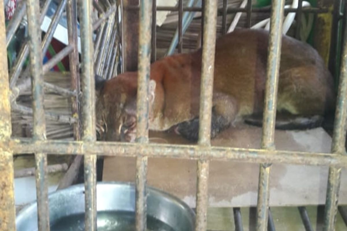 A rare Asiatic golden cat tangled up in wild boar trap in West Sumatera has been evacuated by Bukittinggi BKSDA June 17.