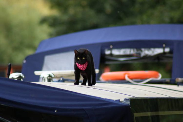 Ilustrasi mitos kucing hitam dapat memberikan perlindungan di laut.