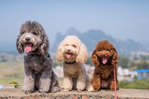 Ketahui, Ini Usia Hidup Anjing dan Cara Memperpanjang Umurnya