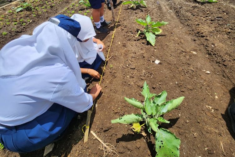Murid-murid SMPN 1 Sekolaq Darat, Kutai Barat, Kalimantan Timur sedang berkebun untuk pelajaran matematika.