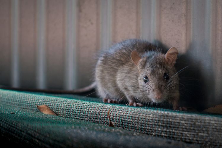 Cara mengusir tikus got di halaman rumah