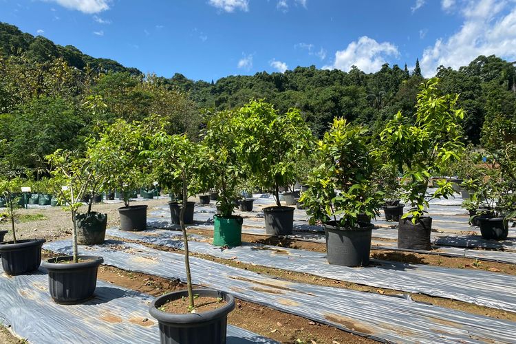 Tanaman buah di kawasan Bogor Fruit Garden di Gunung Menyan, Pamijahan, Bogor, Jawa Barat. 