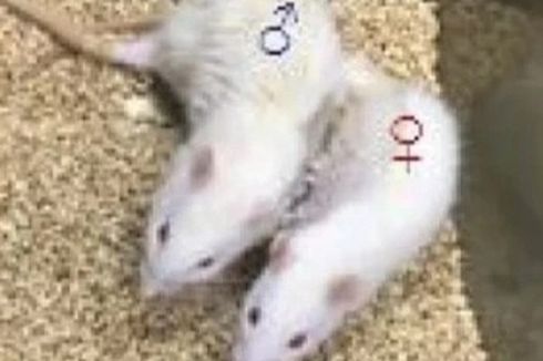 Ilmuwan China Bereksperimen Ciptakan Kehamilan pada Tikus Jantan