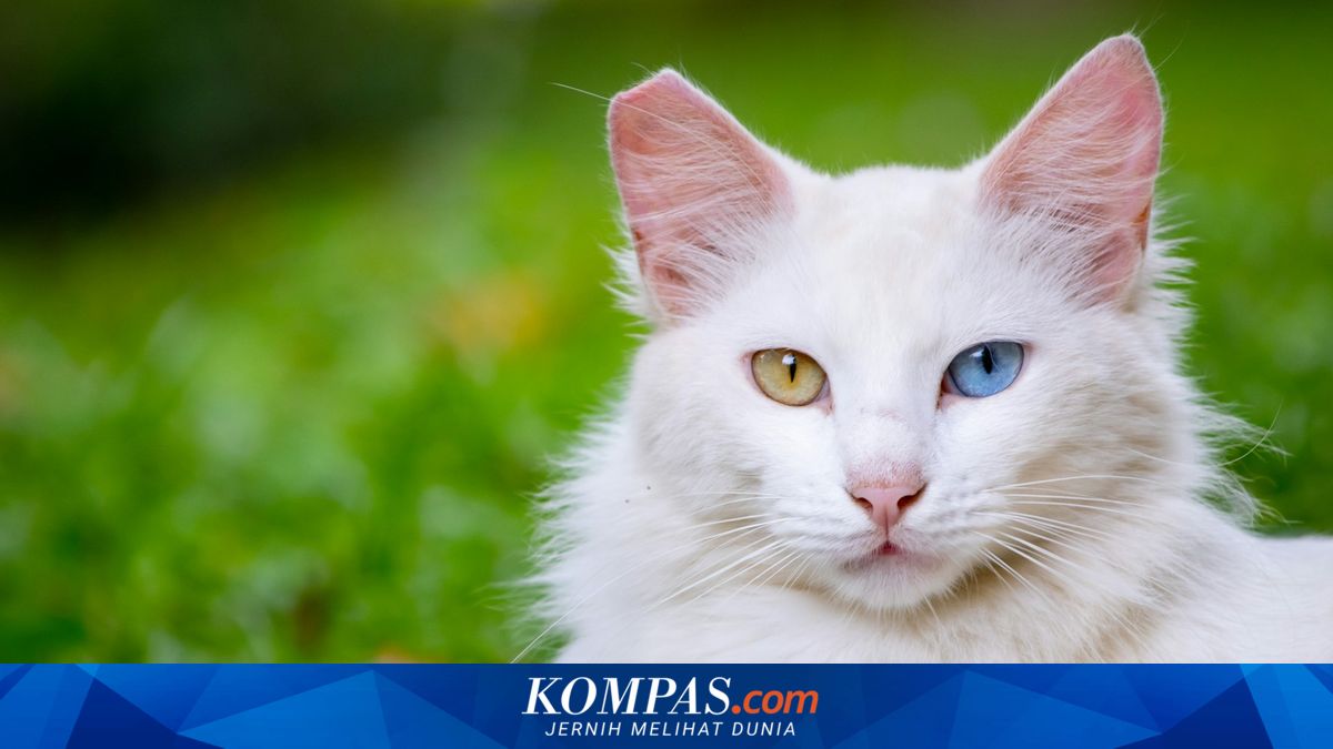 Kucing Bisa 'Cemburu'? Ini Penjelasan Pakar Soal Emosi Si Kucing