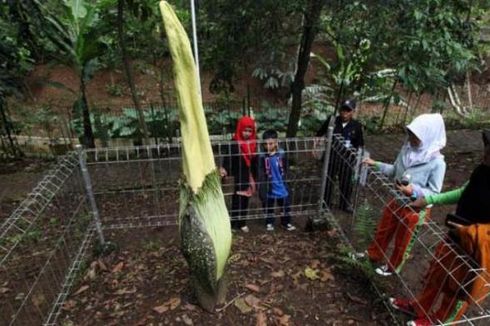 Taman Hutan Raya Ir H Djuanda, Daya Tarik, Harga Tiket, dan Jam Buka