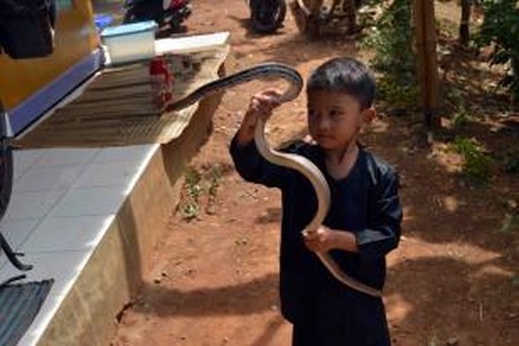 Dadang Muhammad Fasa baru berusia enam tahun. Namun keberaniannya luar biasa. Siswa kelas 1 SD ini mampu menaklukkan berbagai jenis ular, dari yang tidak berbisa hingga ular berbisa, seperti kobra dan phiton. 