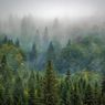 Hutan Homogen: Pengertian, Ciri-ciri, dan Contohnya