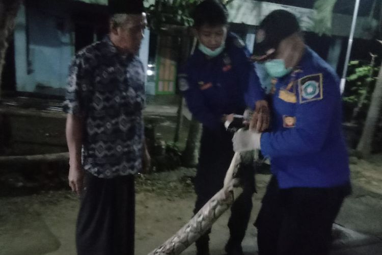 Petugas Damkar Lamongan saat melakukan evakuasi ular sanca sepanjang 4 meter dari pekarangan rumah Subandi, Minggu (20/2/2022).