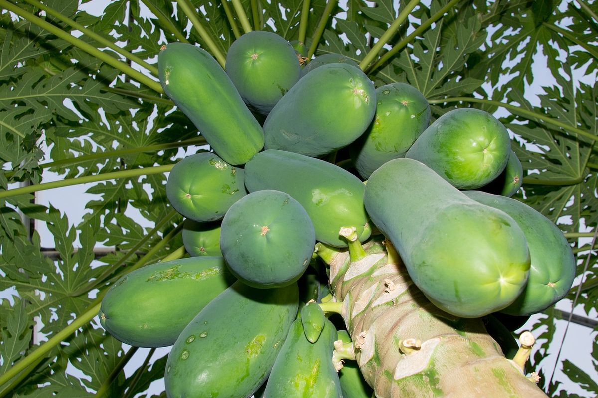 Ilustrasi buah pepaya di pohon, pohon pepaya. 