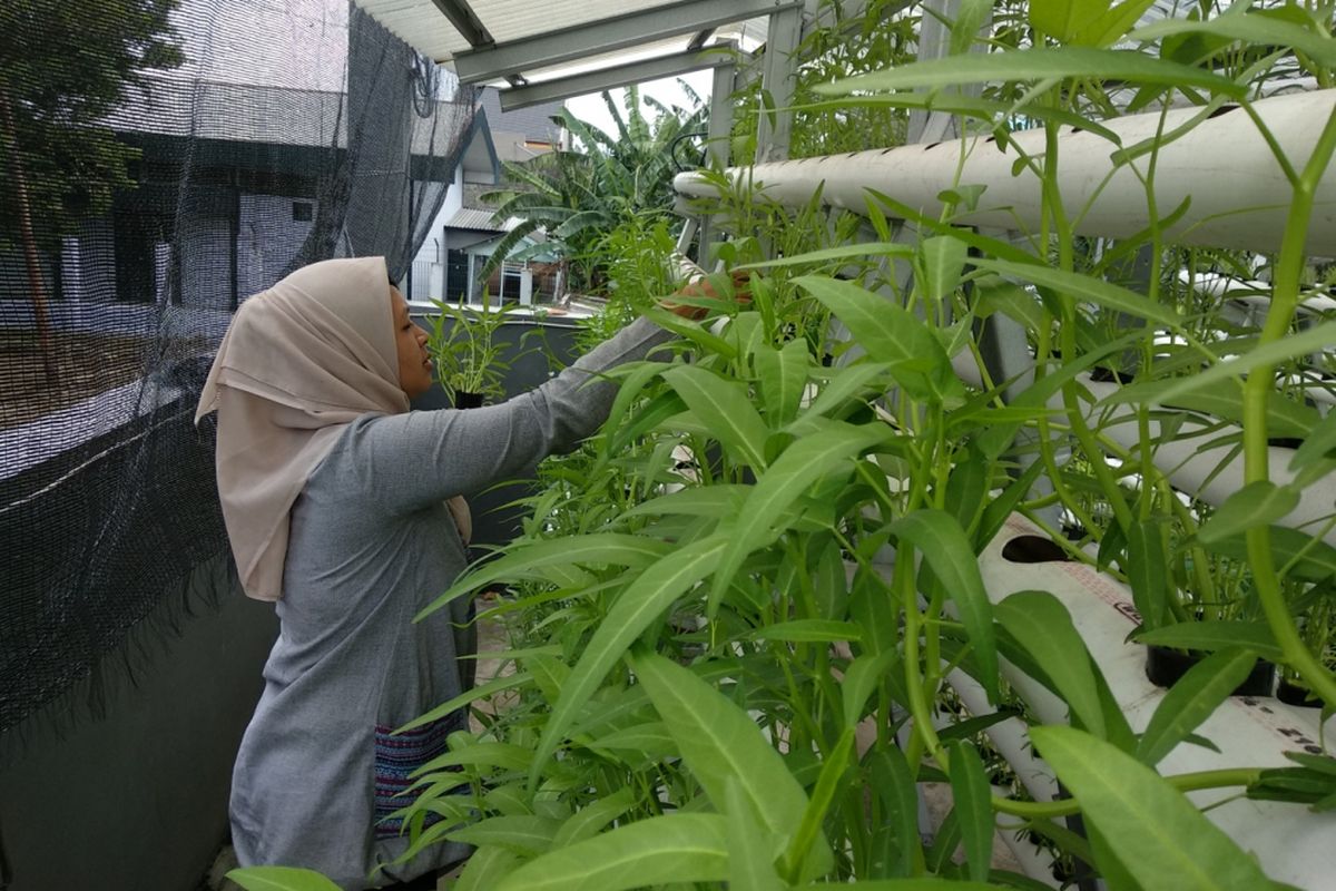 Petugas dari Petani kerabat Pulo Kambing merawat tanaman kangkung hasil budidaya hidroponik di Jakarta Timur, Kamis (22/3/2018) 