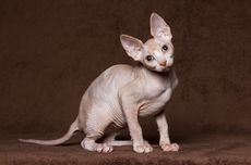 Mengenal Kucing Sphynx, Berikut Asal-usul dan Karakteristiknya