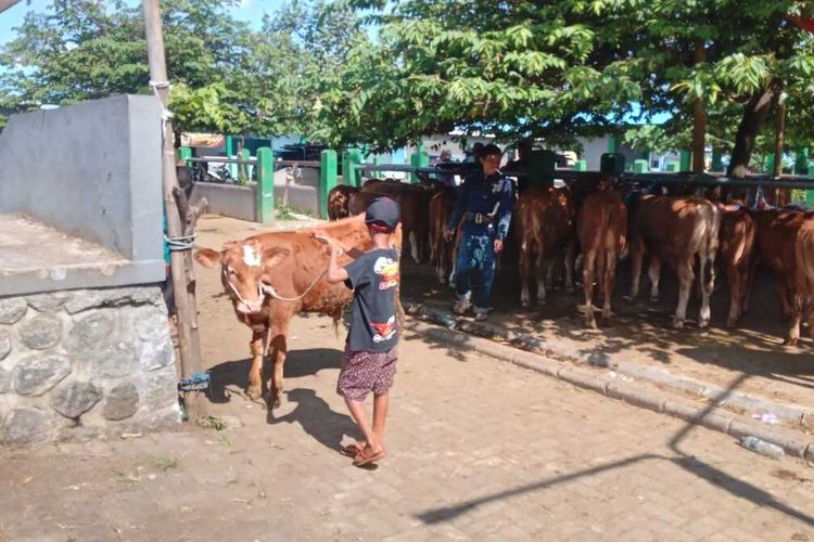 Sejumlah pedagang di pasar hewan Singosari, Kabupaten Malang, Jawa Timur batal berdagang dan pulang lebih awal imbas SE Bupati Malang terkait penutupan pasar hewan.