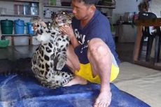 Guru Honorer di Krayan Kaltara Bunuh Macan Tutul dan Unggah Fotonya di Medsos, Ini Alasannya