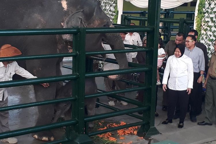 Wali Kota Surabaya Tri Rismaharini mengunjungi Kebun Binatang Surabaya untuk melihat langsung kondisi bayi gajah Sumatera yang berumur tujuh hari, Selasa (30/7/2019). Oleh Risma, bayi gajah tersebut diberi nama Dumbo.
