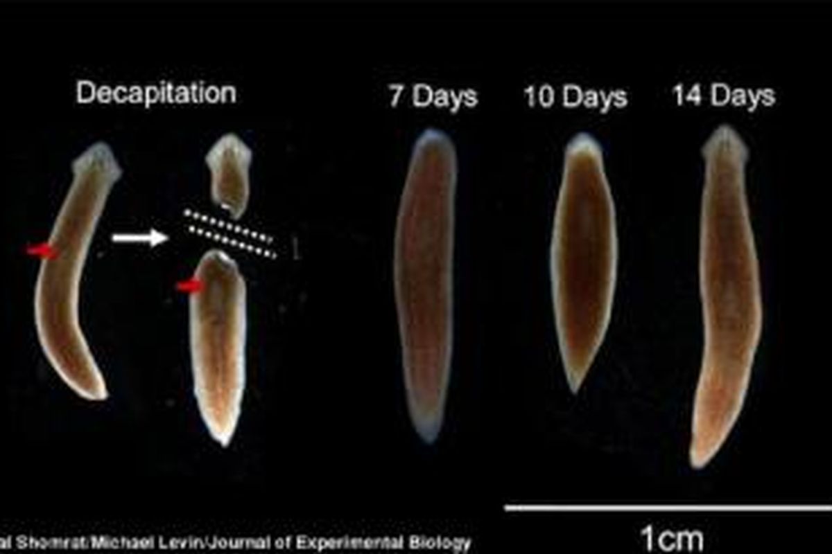 Planaria mampu menumbuhkan kepala dan otak setelah dipenggal tanpa menghilangkan memori dari otak lama. 