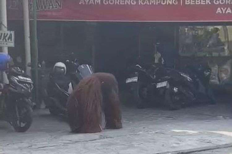 Kondisi Orang Utan Solo Safari yang Lepas dari Exhibit, Manajemen: Aman