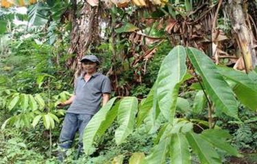 Di Pasar Global Harga Kayu Gaharu Kalimantan Selangit