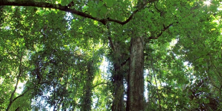 Kerapatan vegetasi di hutan Nantu membuat kanopi hutan hujan tropis ini cukup padat, yang menjadikan Nantu memiliki keanekaragaman hayati yang sangat tinggi.