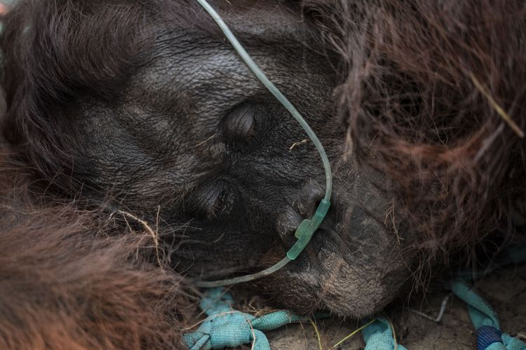 Krisis Keamanan Lain di Kalimantan, Satwa Kehilangan Rumah Terakhirnya