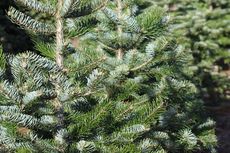 Tips Menjaga Kesegaran Pohon Natal 