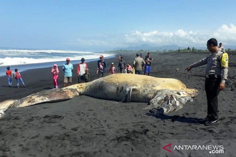 Anggota Polsek Pasirian menunjukkan bangkai ikan paus yang terdampar di Pantai Bambang Lumajang, Kamis (11/7/2019)