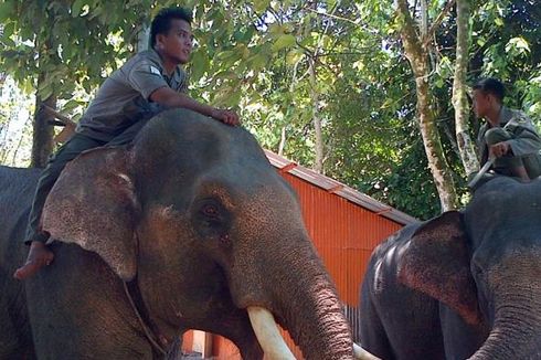 Musim Kemarau, Kawanan Gajah di TNBBS Turun ke Permukiman Warga