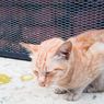 Ini yang Harus Dilakukan saat Kucing Kesayanganmu Muntah
