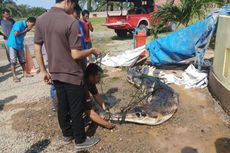 Buaya yang Terkam Bocah 7 Tahun di Rokan Hulu Riau Disetrum