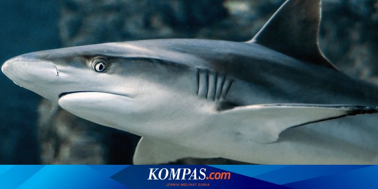 Kalau Paus Bukan Ikan Bagaimana Dengan Hiu Halaman All Kompas Com